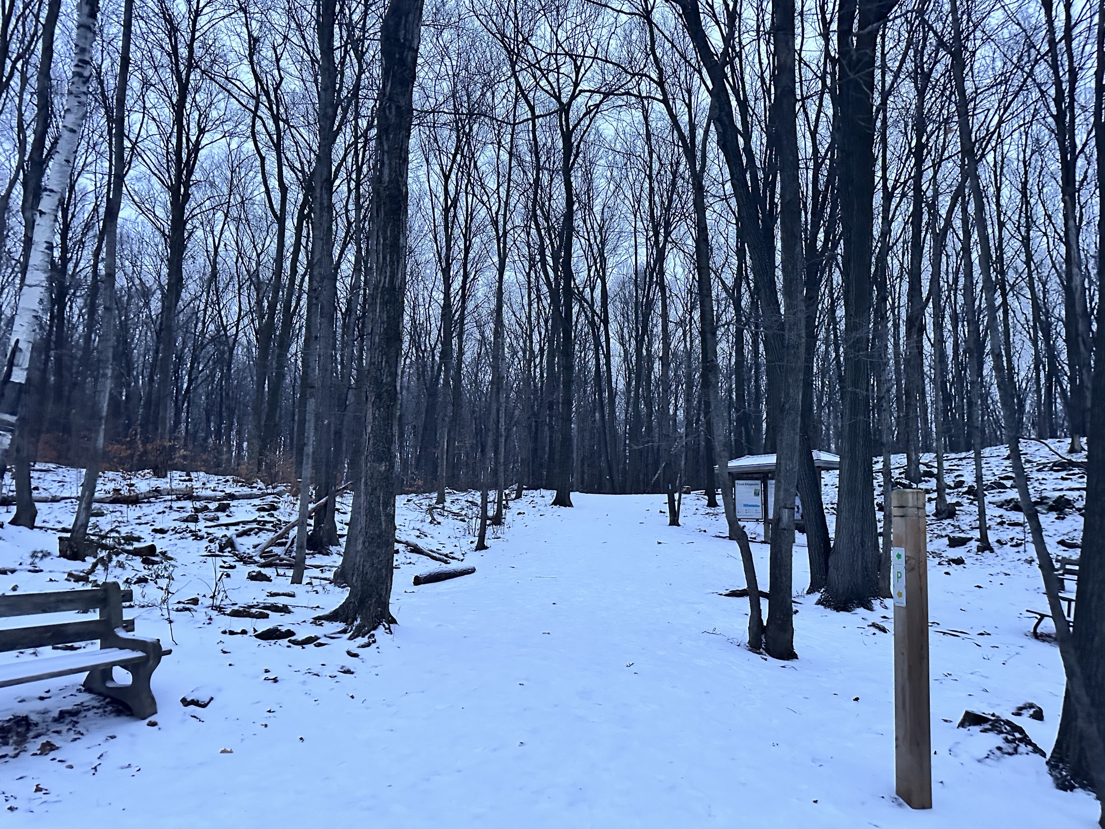 A snow-covered forest trail